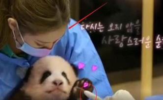 韩国女团违规接触熊猫宝宝，后果多严重？