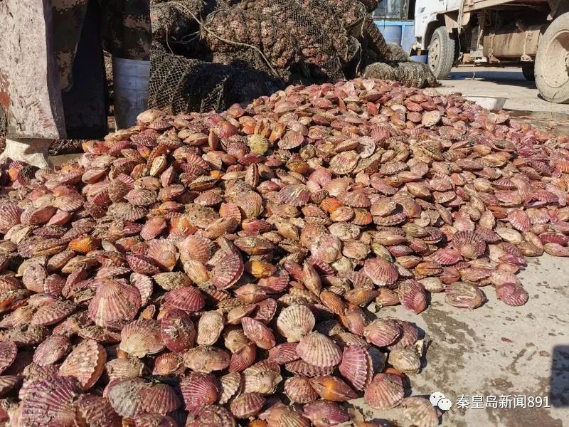 初冬迎来扇贝丰收季扇贝个大味鲜