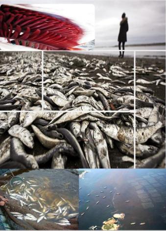 赤潮生物繁殖及死亡分解需大量耗氧,引起水体do(溶解氧)下降;★海洋