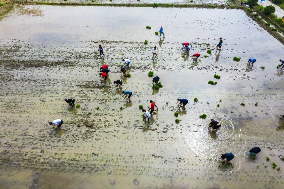 大米的生长过程是怎样的这个村用了8个月时间拍给你看
