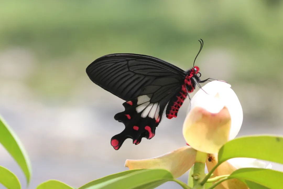 生态云南金平引来蝴舞蹁跹