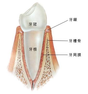 是围绕牙根周围,连接牙根和牙槽骨的一层很致密的结缔组织.