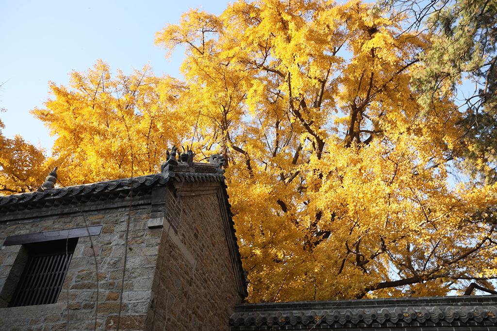 山东日照:千年银杏树迎最美时节