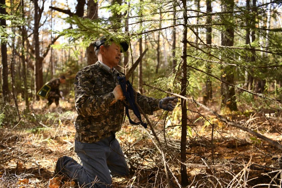 海林局还将进行森林抚育经营试点,重点进行人工红松大径材林定向培育