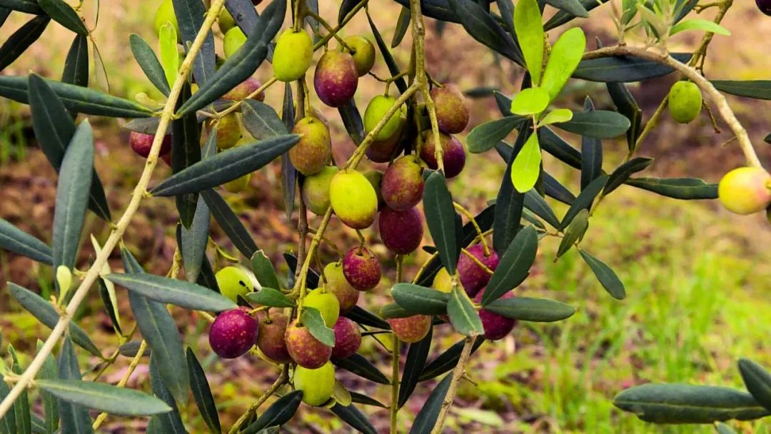 农业多贡献4000余亩油橄榄成了致富果