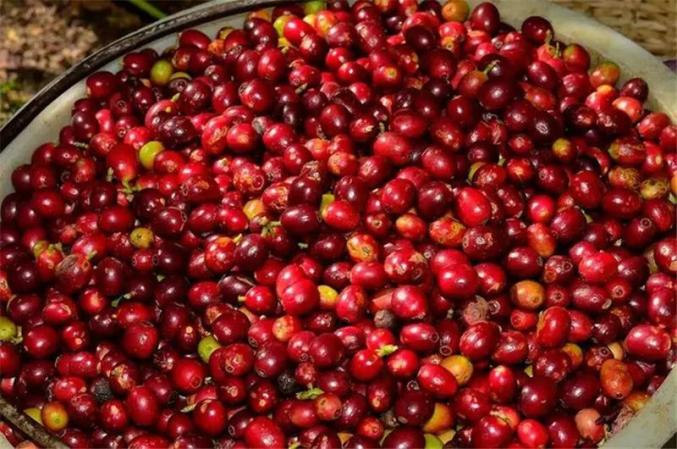 普洱咖啡火了新产季产品预定量暴增远山树林的味道走俏电商平台