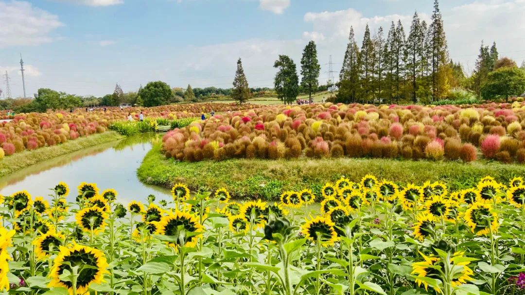 与此同时,花海的墨西哥鼠尾草,观赏草,百日菊,格桑花等依然还在最佳的