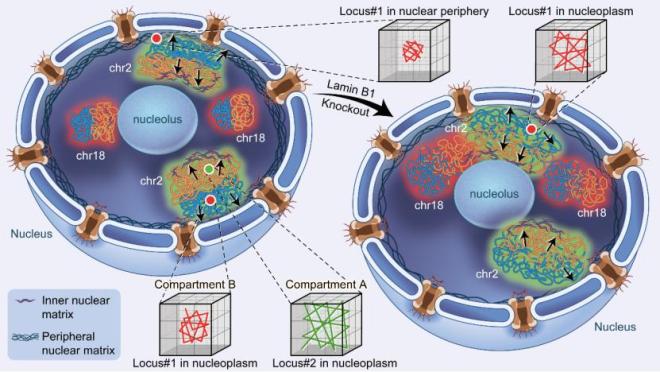 科技前沿proteincell孙育杰李程合作揭示核纤层蛋白对人源细胞中染色