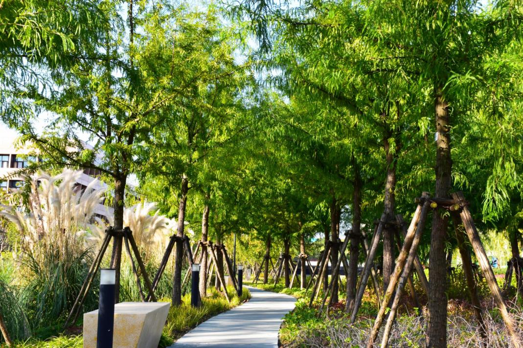 绿色植物包括乔,灌木等200多种这座小型植物园赵巷体育公园就能一览