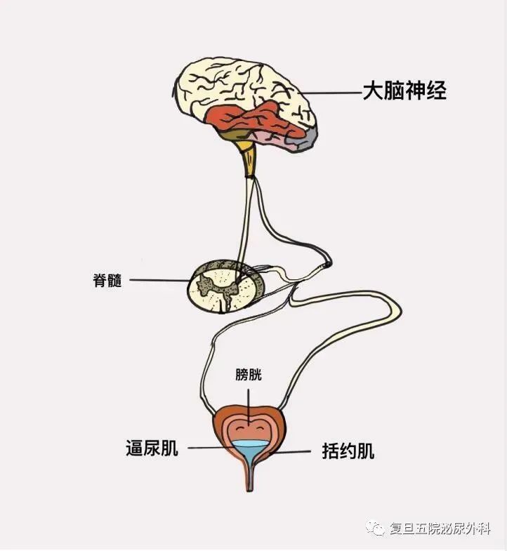 漫画科普二你每天都去厕所做的这件事你真的了解吗