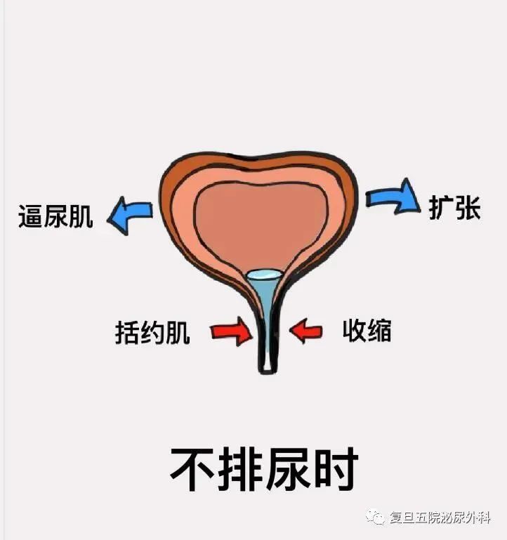 此时盆底肌反射性的收缩产生向上向前的力量使膀胱颈维持在较高位置