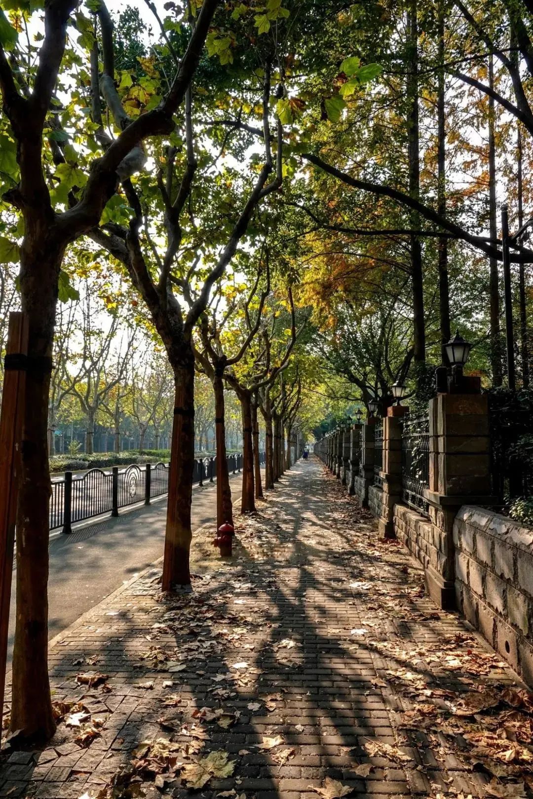 上海今年落叶不扫景观道公布浦东这4条黄金大道美翻啦