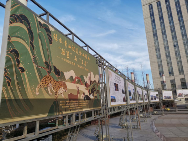 华北豹第一县的生态践行路 十年孕育国内高密度华北豹种群 政务 澎湃新闻 The Paper