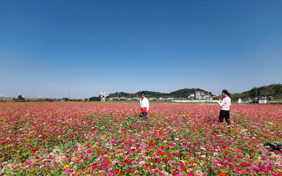 花花花西南这片花海都开好了速约