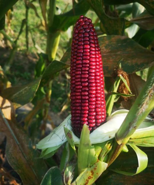 香甜软糯好吃不胖嘉定产沪红糯一号玉米将走上餐桌