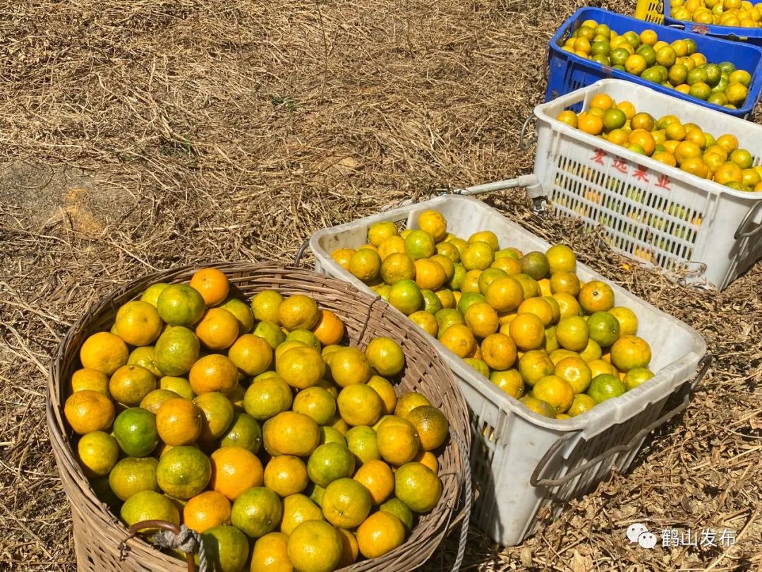 靓双合镇新会柑大丰收味甜又多汁