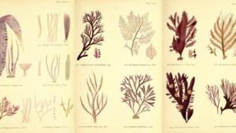 维多利亚时代的海藻，为我们预测未来