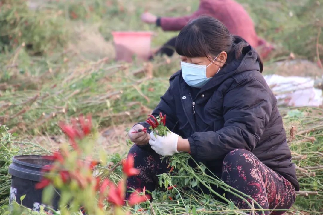 磁縣火紅小辣椒撐起紅火大產業