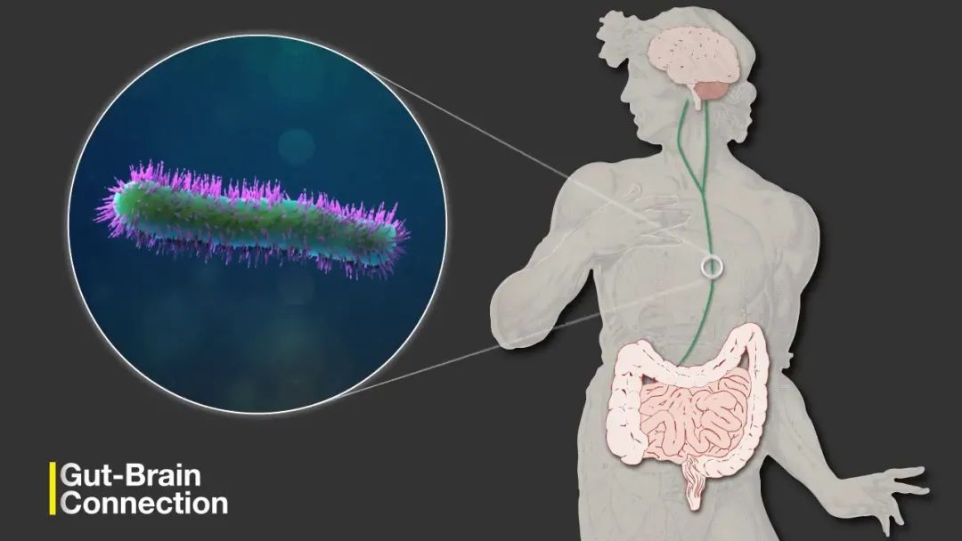 研究提供了阿尔茨海默病和肠道微生物群之间 无可争议 的联系 湃客 澎湃新闻 The Paper