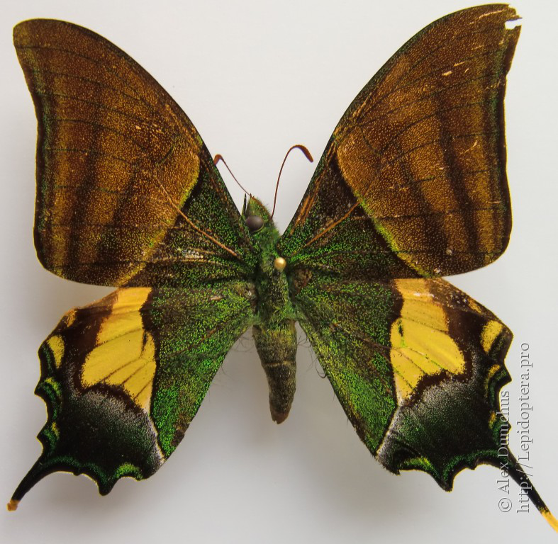 蛱蝶kallima inachus,小红珠绢蝶parnassius nomion,大伞弄蝶bibas