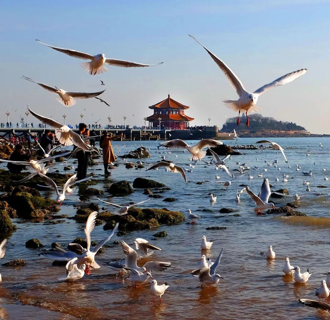 青岛栈桥的海鸥图片