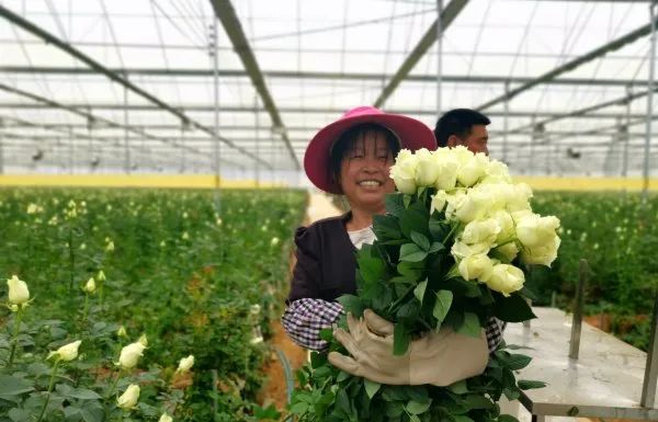 摄)高品质玫瑰让人赏心悦目初冬时节的泸西县金马镇依然一片生机盎然