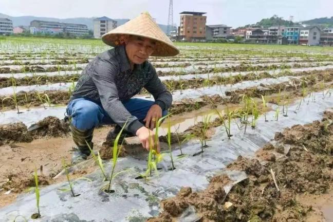 除了搭建天猫,展卉水果等销售渠道外,新乡贤翁镇杰,周小周等人还引领