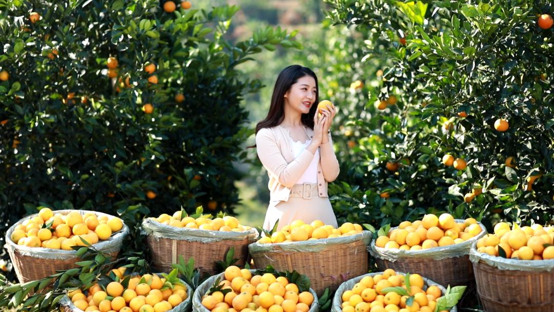 就在明天永兴冰糖橙采摘节等你来