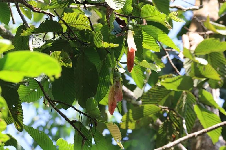 国家一级重点保护野生植物——东京龙脑香国家一级重点保护野生植物——