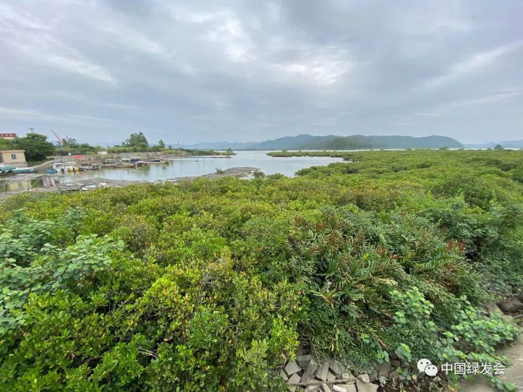 恢復紅樹林群落廣州海珠溼地新種下300棵秋茄志願者行動