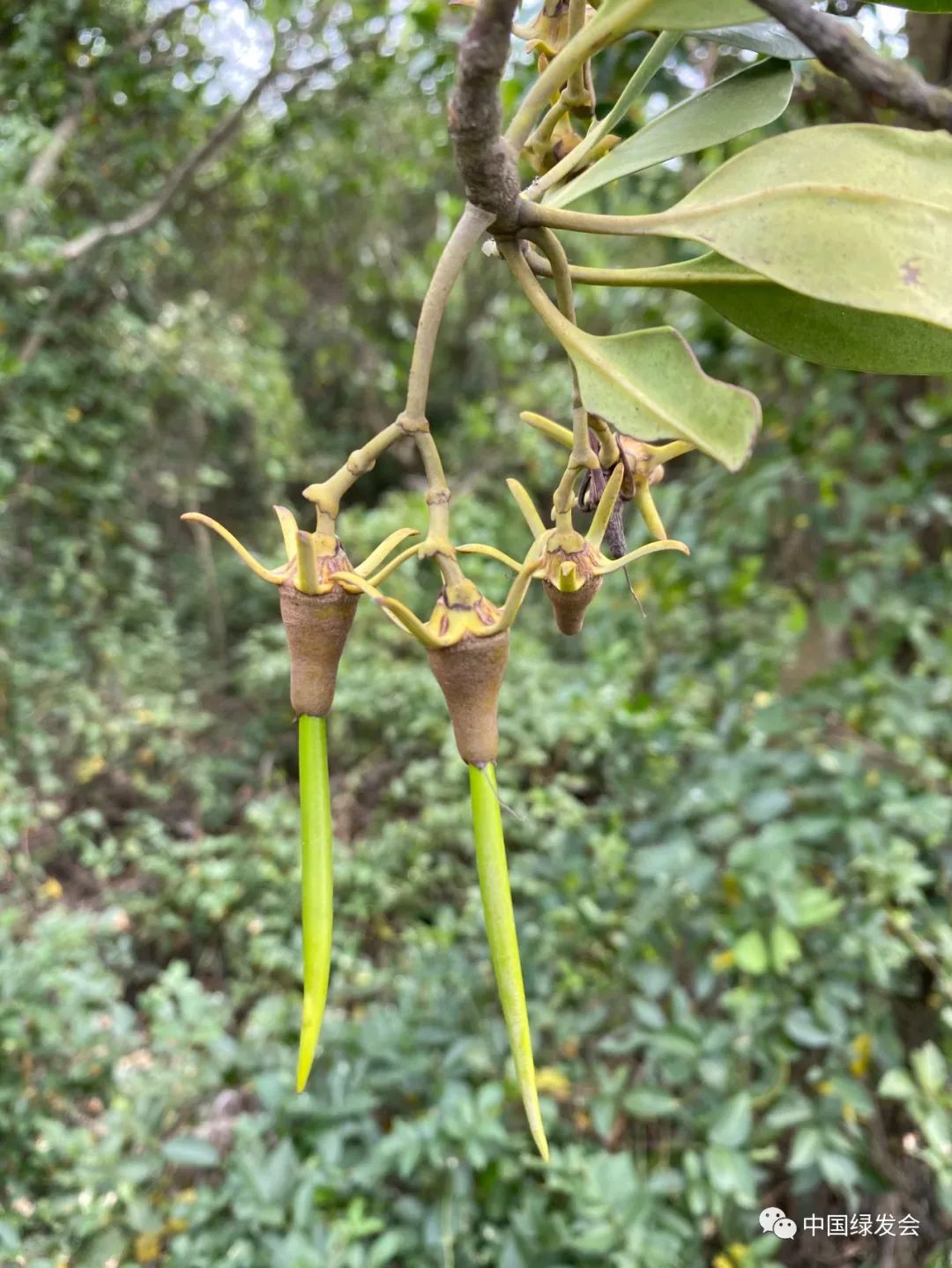 恢復紅樹林群落廣州海珠溼地新種下300棵秋茄志願者行動