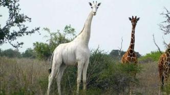 GPS每小时跟踪，保护世界唯一白色长颈鹿
