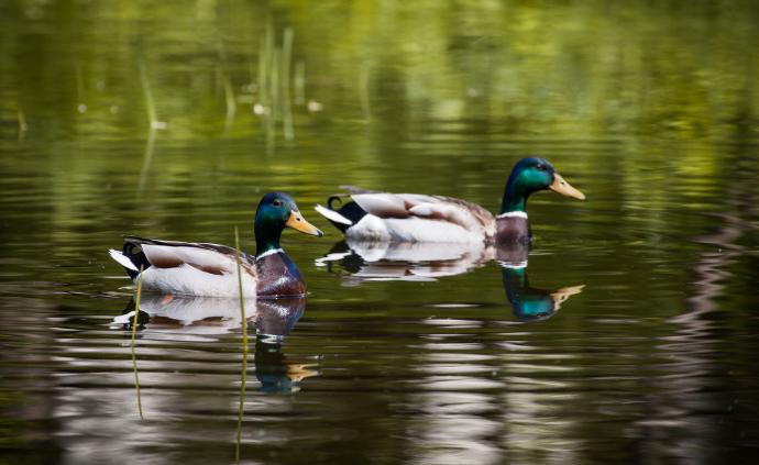 為何鴨子游完泳羽毛卻不會濕？