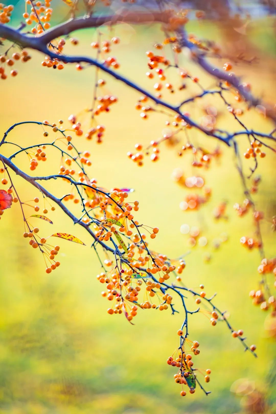 上海辰山植物园秋季唯美壁纸上线请查收