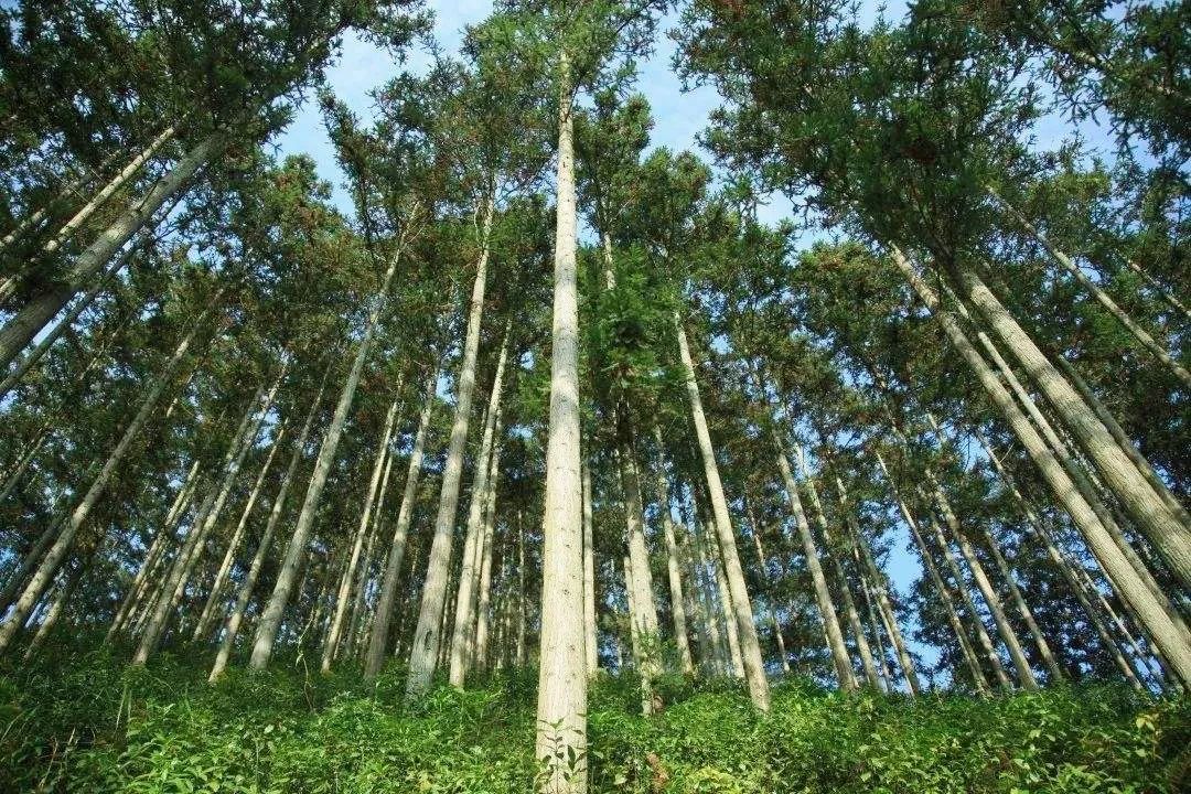 杉木是我国南方特有的用材树种,杉木之于林业的重要性,相当于水稻之于