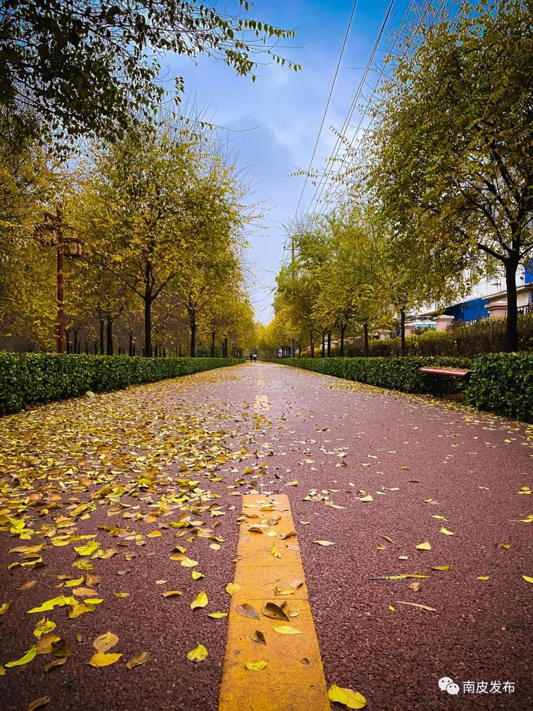 一场初冬雨落叶满南皮