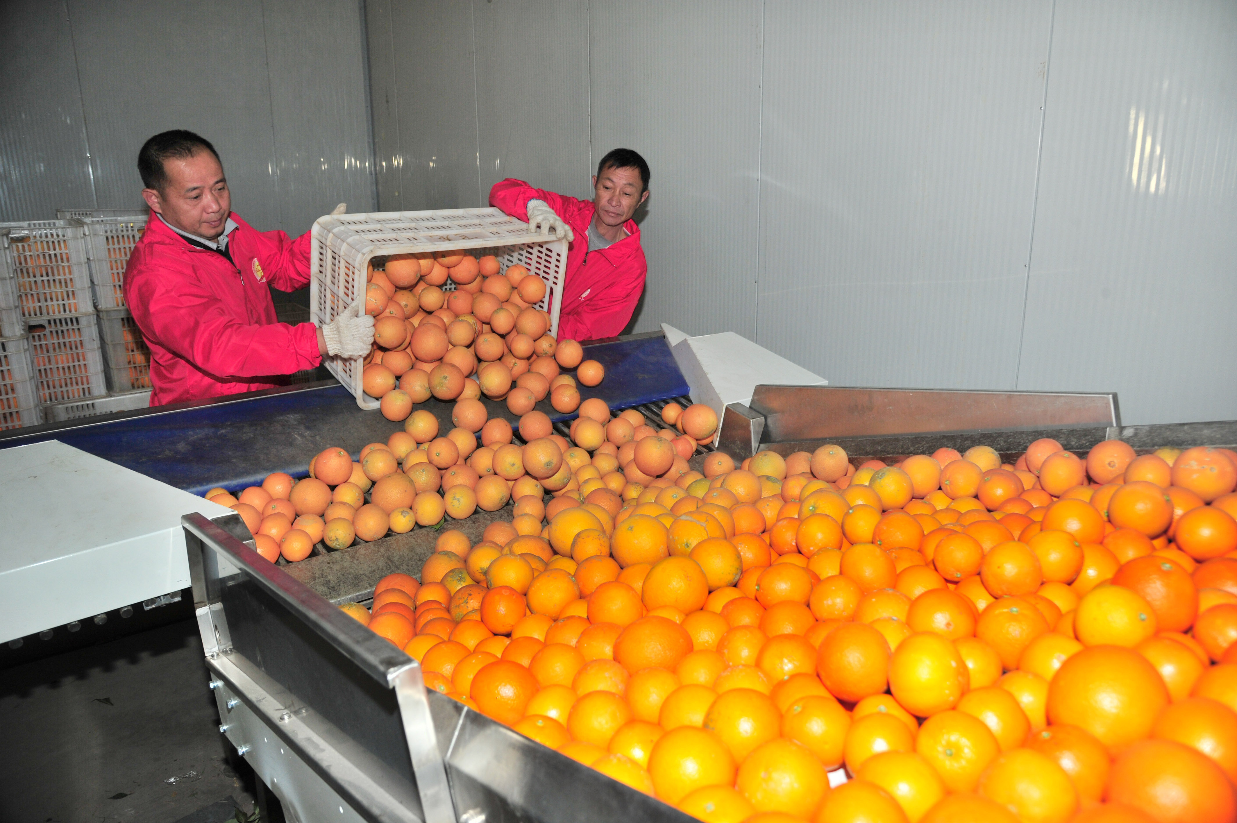 平远橙精深加工产业链.