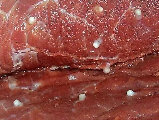 贵州警方查获4000多斤腐烂猪肉打开车厢恶臭阵阵如何分辨猪肉好坏速看