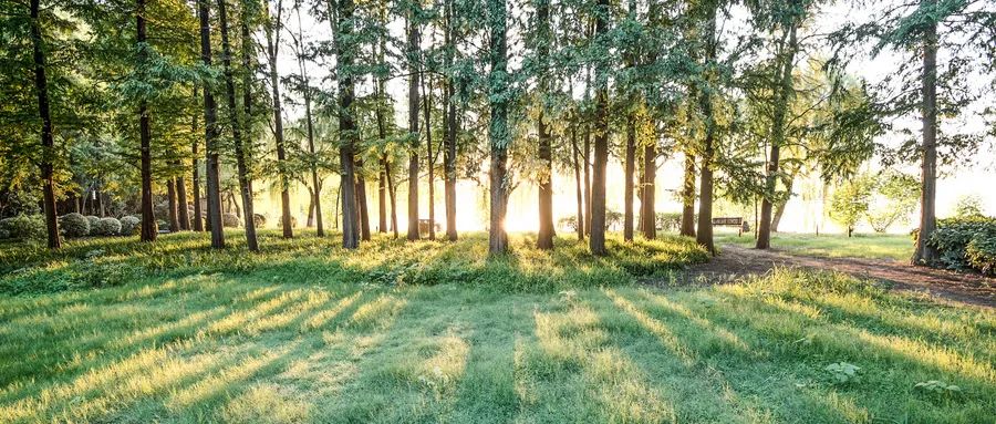 新森林法林木还让不让砍怎么砍