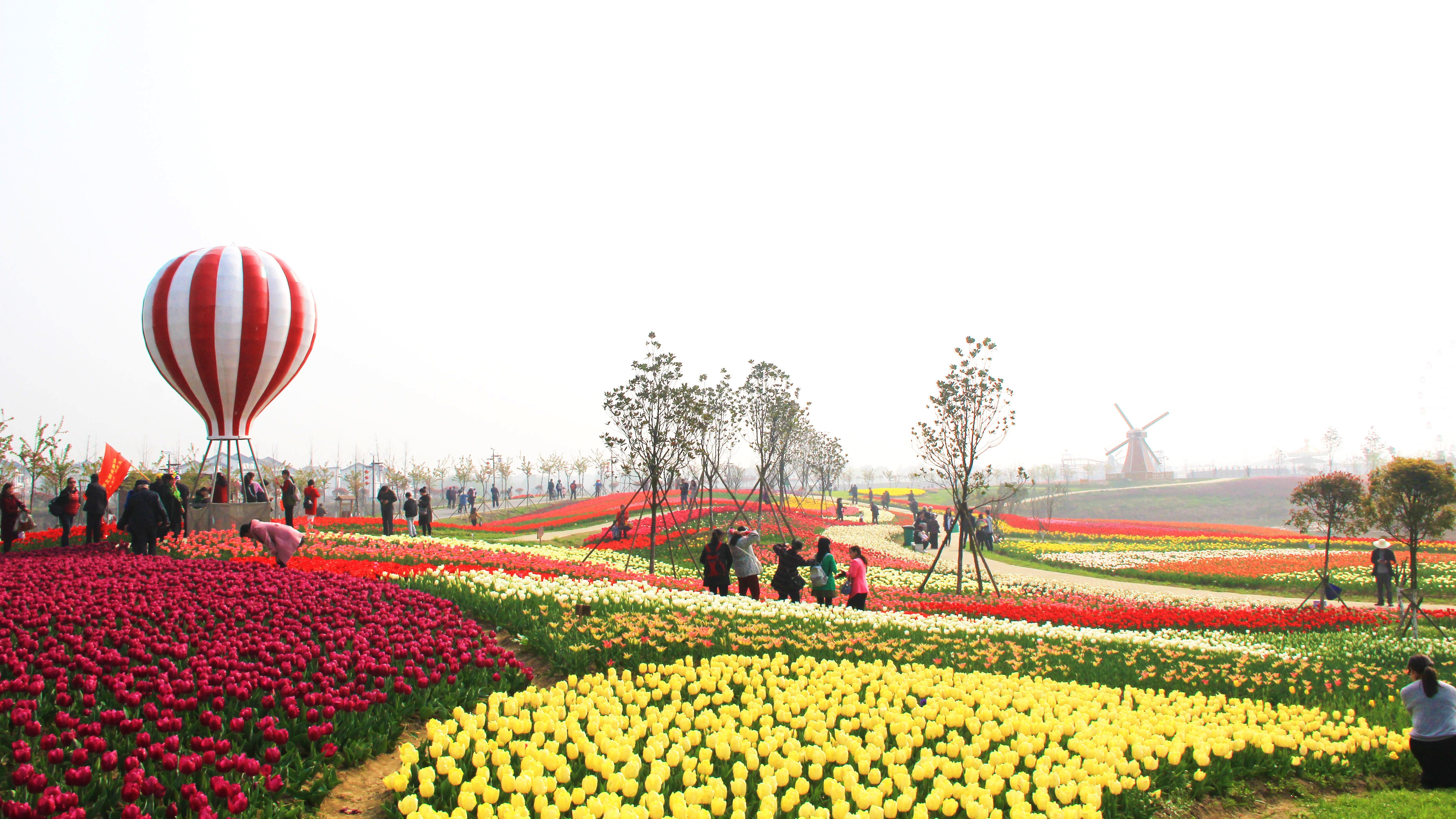 中国最大的郁金香基地图片