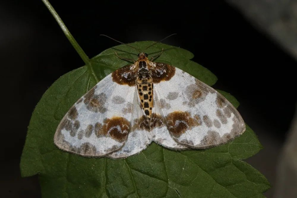 丝棉木金星尺蛾.