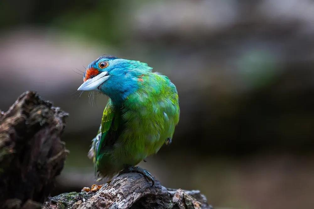 生态云南普洱蓝喉拟啄木鸟没见过红配绿还这么好看的