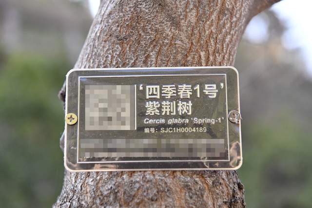 刷新城市颜值观山湖区首次在全省市政园林尝试这种新树木