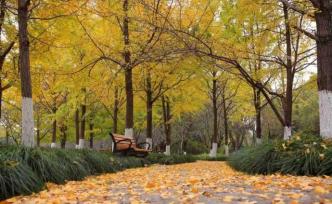 七宝这座公园里藏着惊艳了整个秋天的颜色，每一帧都是大片