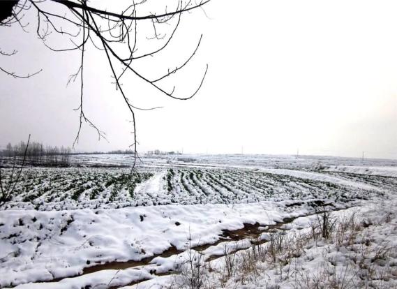 小雪將至農諺小雪不見雪大雪漫天飛小雪不下雪對農業有影響嗎